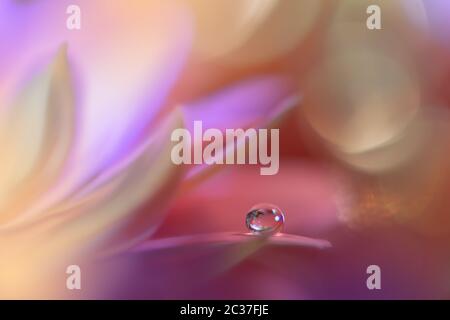 Beautiful Pink Nature Background.Floral Art Design.Abstract Macro Photography.Daisy Flower.Pastel Flowers.Violet Background.Creative Artistic Wallpaper.Wedding Invitation.Celebration,love.Close up View.Happy Holidays.Copy Space. Stock Photo