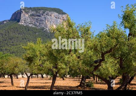 Olive trees from Majorca soil from mediterranean islands of Spain Stock Photo