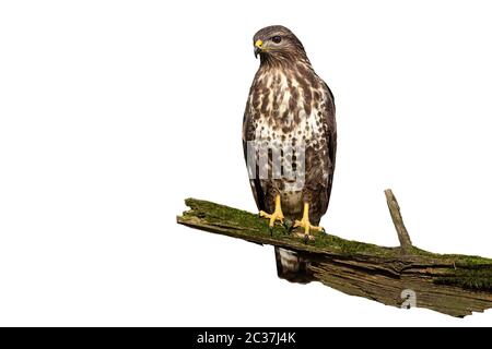 Wondering common buzzard, buteo buteo, with curious look isolated on white background. Surprised bird with yellow claws and beak sitting on a branch i Stock Photo