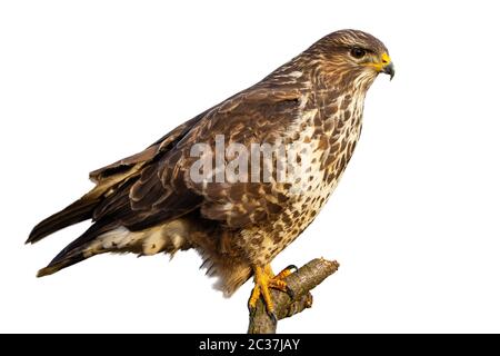 Common buzzard, buteo buteo, sitting perched isolated on white background. Bird of prey with feathers looking intensely. Animal wildlife cut out on bl Stock Photo