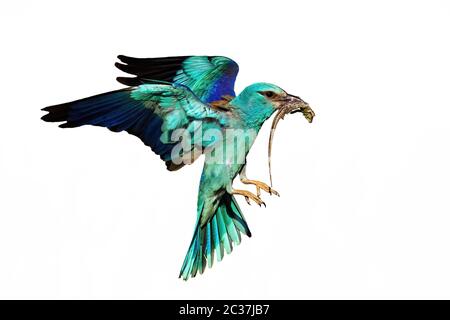 European roller bird, coracias garrulus, flying and hunting isolated on white background. Wild animal holding a killed lizard hovering midair cut out Stock Photo