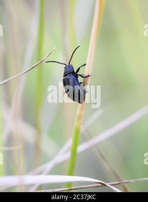 a black blue beetle is sitting on a plant Stock Photo