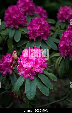 The spectacularly intense colour of a Rhododendron bush Ericaceae. Stock Photo