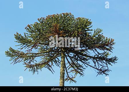 Monkey puzzle or Chilean Pine, Araucaria araucana, tree branches with a background of blue sky. Stock Photo