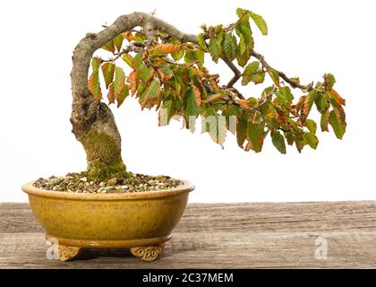 Hornbeam (Carpinus orientalis) bonsai tree in a ceramic pot in autumn Stock Photo