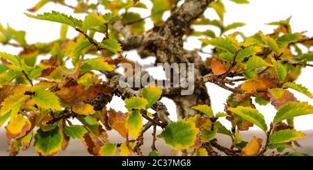 Cork bark elm (Ulmus) bonsai tree in autumn colouring close-up Stock Photo