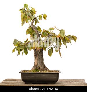 Hornbeam (Carpinus betulus) bonsai tree in a pot on wood Stock Photo