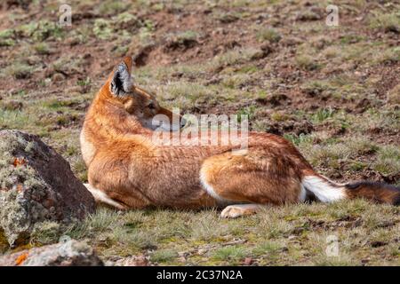 hunting very rare endemic ethiopian wolf, Canis simensis, Sanetti Plateau in Bale mountains, Africa Ethiopian wildlife. Only about 440 wolfs survived Stock Photo