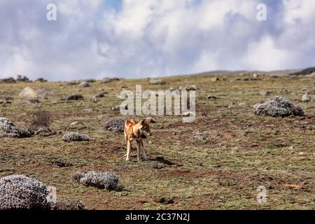 hunting very rare endemic ethiopian wolf, Canis simensis, Sanetti Plateau in Bale mountains, Africa Ethiopian wildlife. Only about 440 wolfs survived Stock Photo