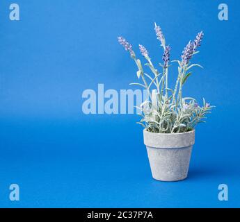 gray ceramic pot with a growing bush of lavender on a blue background, close up Stock Photo