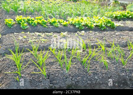 Fresh young scallions on a sunny vegetable garden patch with other vegetables in the background. With copy-space. Stock Photo