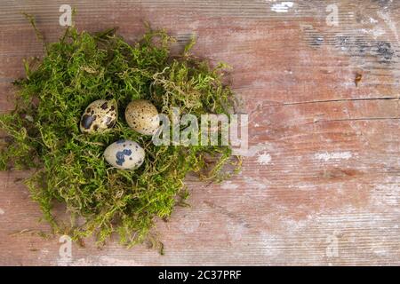 Quail eggs stand in a nest of green moss. Top views with clear space Stock Photo