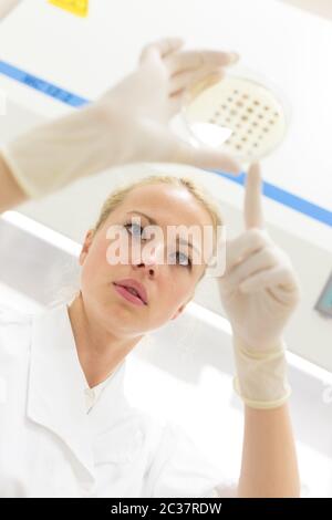 Scientist growing bacteria in petri dishes on agar gel as a part of scientific experiment. Corona virus pandemic concept. Development of virus treatme Stock Photo