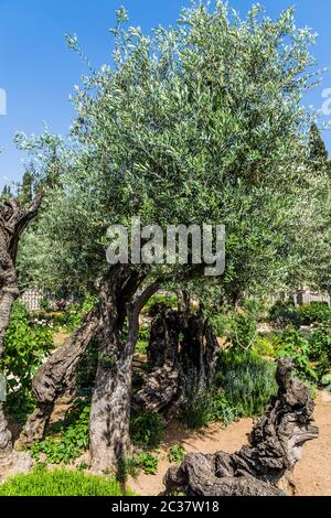 In Gethsemane grow ancient olives Stock Photo