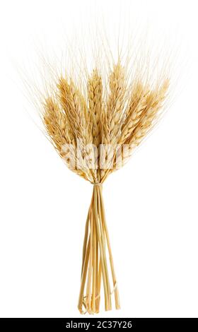 Ears of ripe wheat isolated on white background Stock Photo
