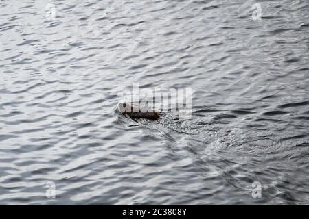 a beaver swims in a river Stock Photo