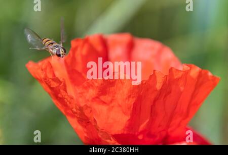 A Marmalade Hoverfly with a red poppy flower Stock Photo