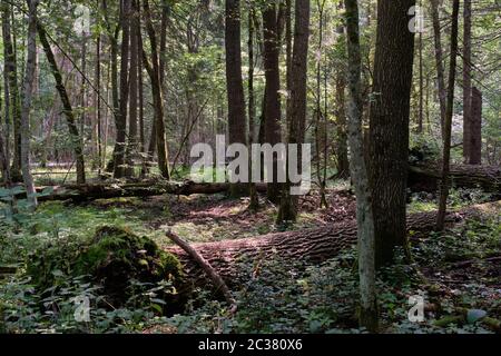 Frash Alder tree mixed forest in summertime morning with sunlight entering, Bialowieza Forest, Poland, Europe Stock Photo
