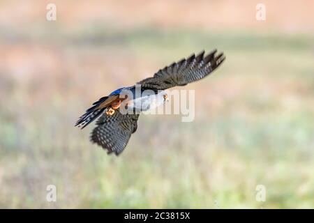 Red Footed Falcon in Flight, Falco Vespertinus Stock Photo