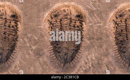 The imprint of the trilobites in a stone. 500 million Year old Trilobite. Trilobites meaning three lobes are a fossil group of extinct marine arachnom Stock Photo