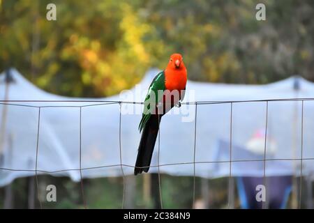 A male king parrot sitting on a fence in the rain Stock Photo