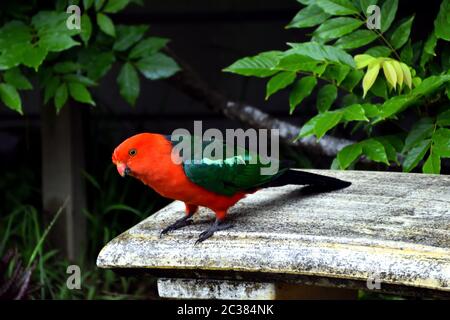 A male King Parrot standing on a stone bench Stock Photo