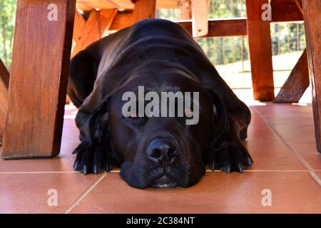 A black Labrador laying on tiles Stock Photo