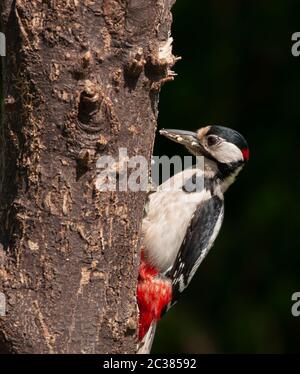 Adult male Great Spotted Woodpecker on homemade suet log Stock Photo