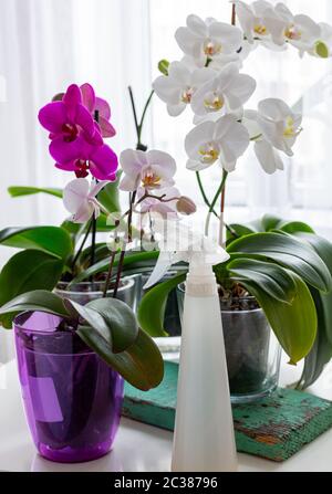 Blooming orchids on the windowsill. Stock Photo