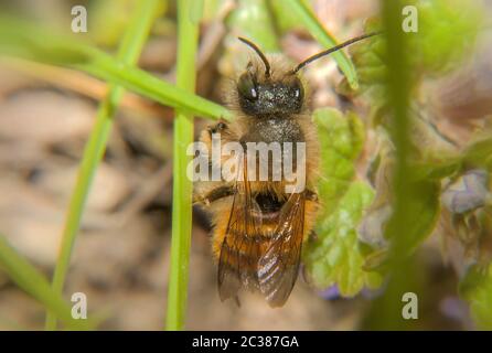 Red mason bee 'Osmia rufa' Stock Photo