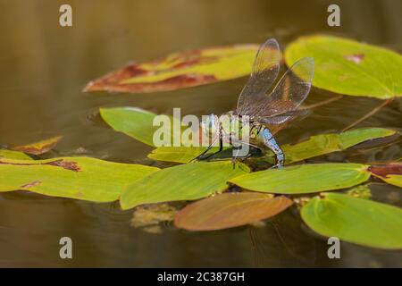 Emperor dragonfly 'Anax imperator' Stock Photo