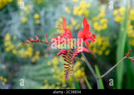 Crocosmia flower 'Lucifer' growing in a garden in West Wales Stock Photo