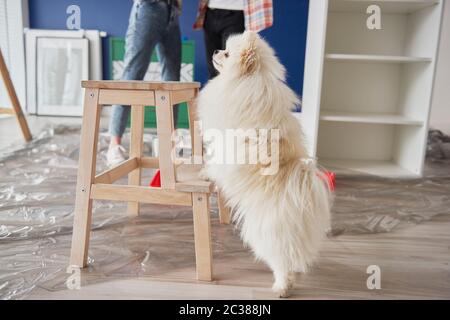 Dog helping in repainting a house Stock Photo