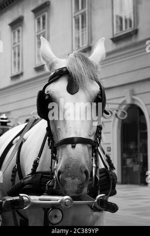 Horses and carriage on stefansplatz in Vienna Stock Photo