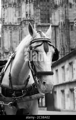 Horses and carriage on stefansplatz in Vienna Stock Photo