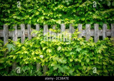 PHOTOGRAPHIC ART: The Old Beech Fence Stock Photo