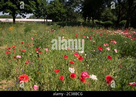 Traffic Island planted with wild flowers in Coventry junction of A4600 Ansty Road and B4082 Clifford Bridge Road       UK City of Culture 2021 Stock Photo