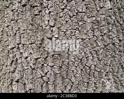 Real oak bark close up background texture Stock Photo