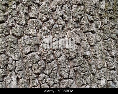 Real oak bark close up background texture Stock Photo