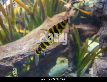 underwater scenery showing some banded leporinus fishes in natural ambiance Stock Photo