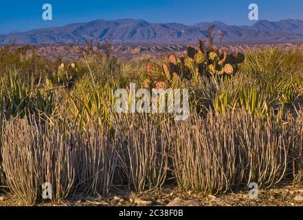 Candelillas, lechuguilla agaves and prickly pears, Chisos Mountains in dist, Old Ore Road at Chihuahuan Desert in Big Bend National Park, Texas, USA Stock Photo