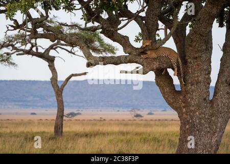 Sleepy leopard lies with head on branch Stock Photo