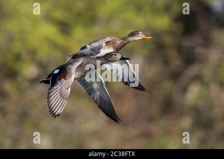 Pair of Gadwall in flight in environment. Their Latin name are Mareca strepera. Stock Photo