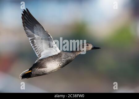 Male of Gadwall in flight in environment. His Latin name is Mareca strepera. Stock Photo