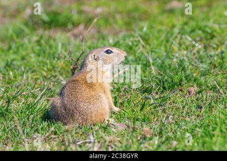 European ground squirrel, Souslik (Spermophilus citellus) natural environment Stock Photo