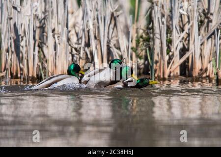 Males of Mallard Duck in fight. Their Latin name are Anas platyrhynchos. Stock Photo