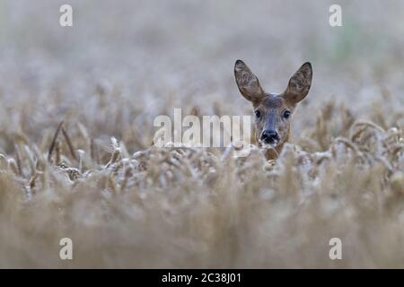European Roe Deer doe in a wheat field Stock Photo