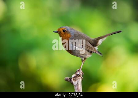 European Robin in his environment. His Latin name is Erithacus rubecula. Stock Photo