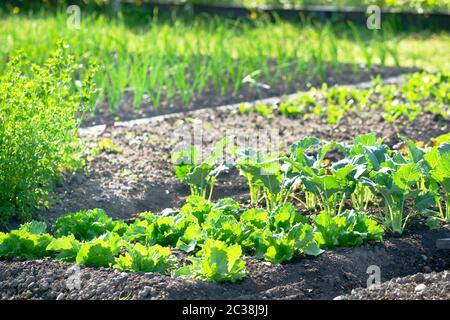 Young lettuce and kohlrabi plants on a sunny vegetable garden patch with scallions in the background Stock Photo