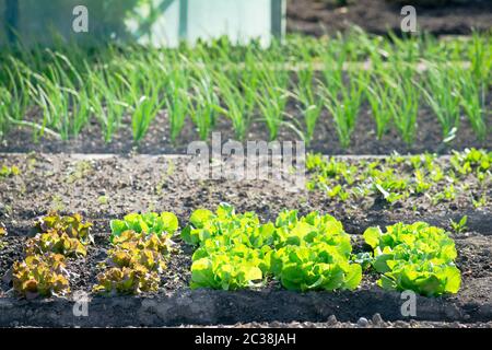 Fresh young green and red lettuce plants on a sunny vegetable garden patch with scallions in the background Stock Photo